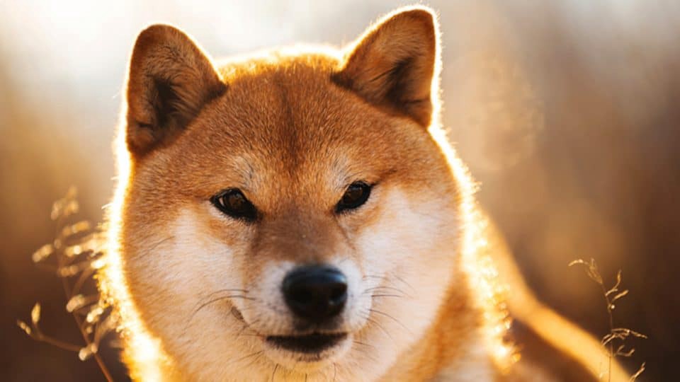 Shiba Inu reveals the first concept of its metaverse project