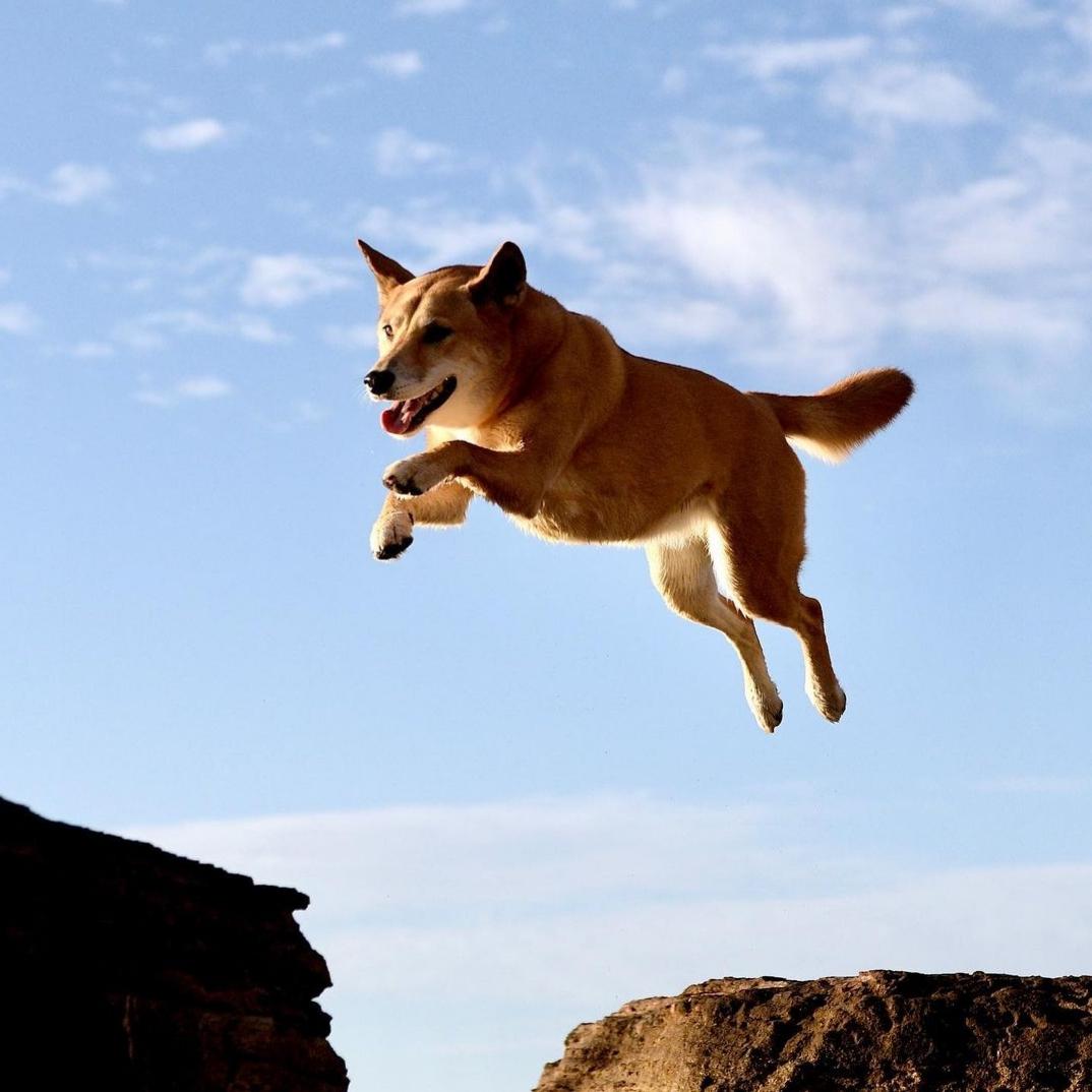 Can Dogecoin Reach $0.85? Bullish Setup Hints Potential For Rally